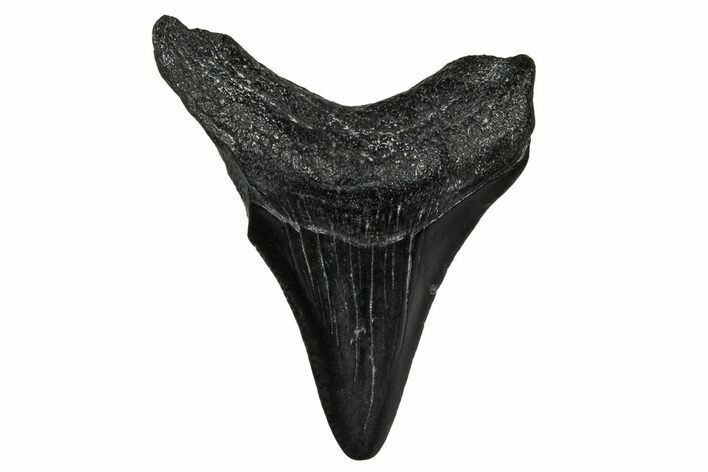 Juvenile Megalodon Tooth - South Carolina #340648
